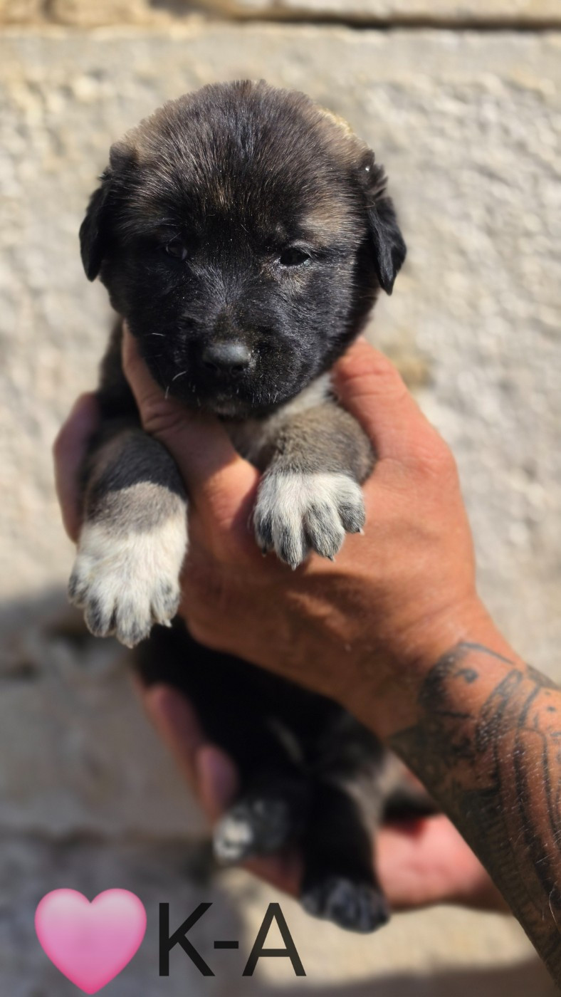 The Legend Of Kangal - Chiots disponibles - Berger Kangal