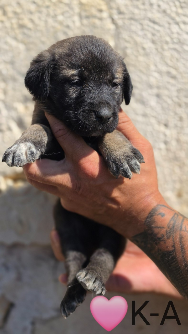 The Legend Of Kangal - Chiots disponibles - Berger Kangal