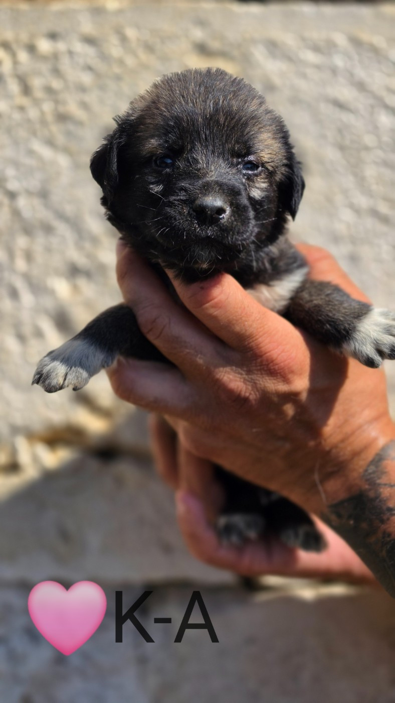 The Legend Of Kangal - Chiots disponibles - Berger Kangal