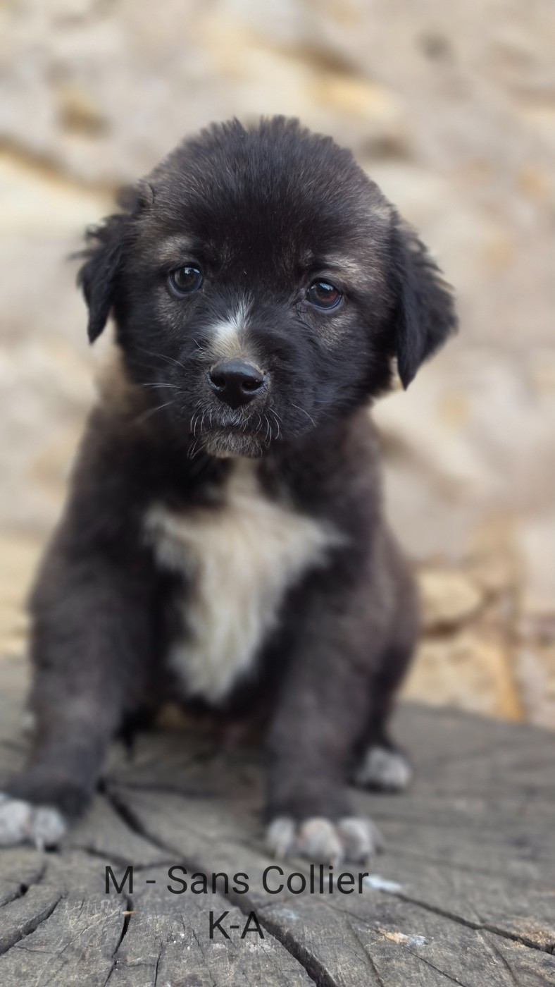 The Legend Of Kangal - Chiots disponibles - Berger Kangal
