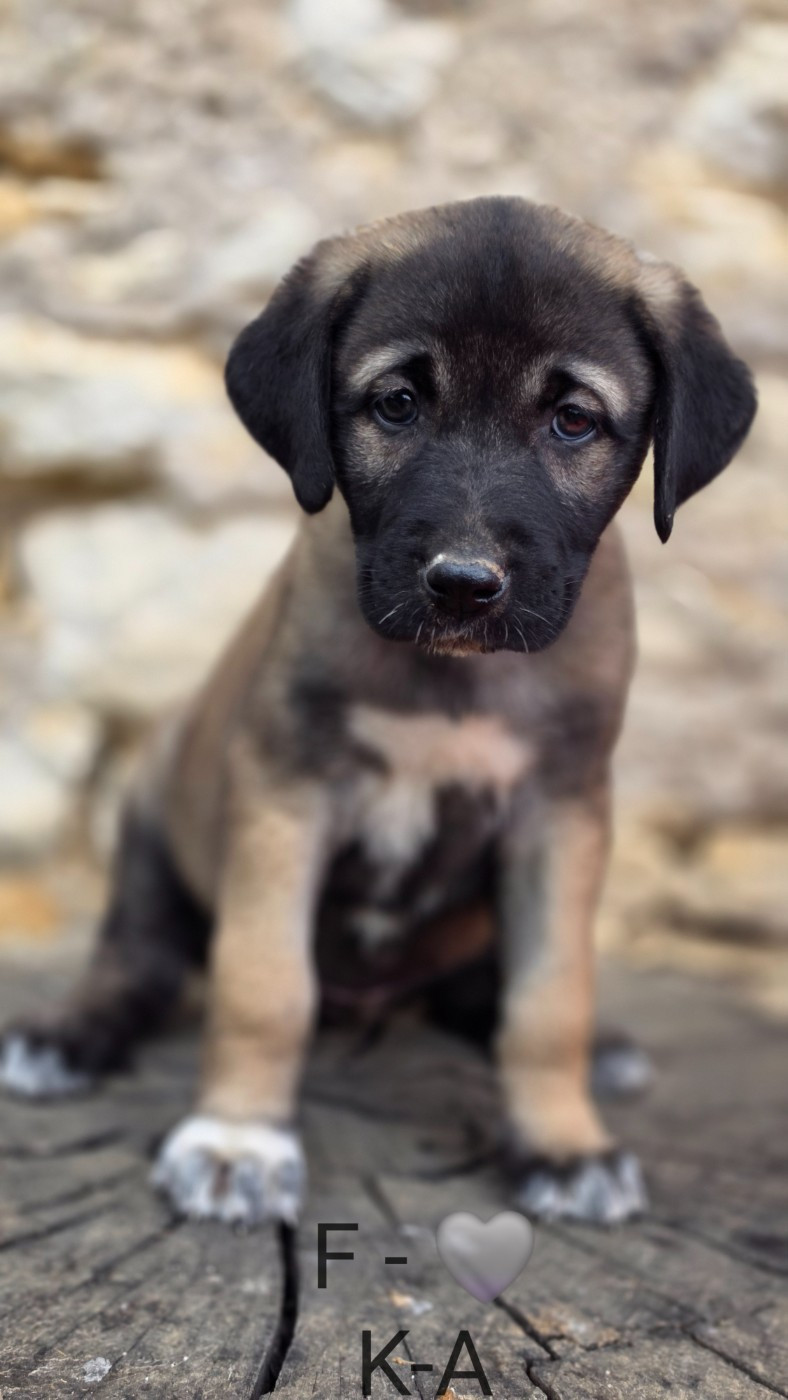 The Legend Of Kangal - Chiots disponibles - Berger Kangal