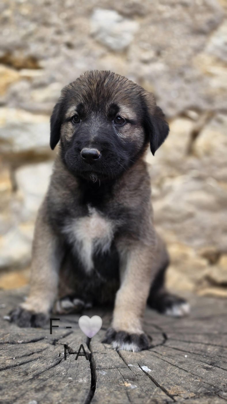 The Legend Of Kangal - Chiots disponibles - Berger Kangal