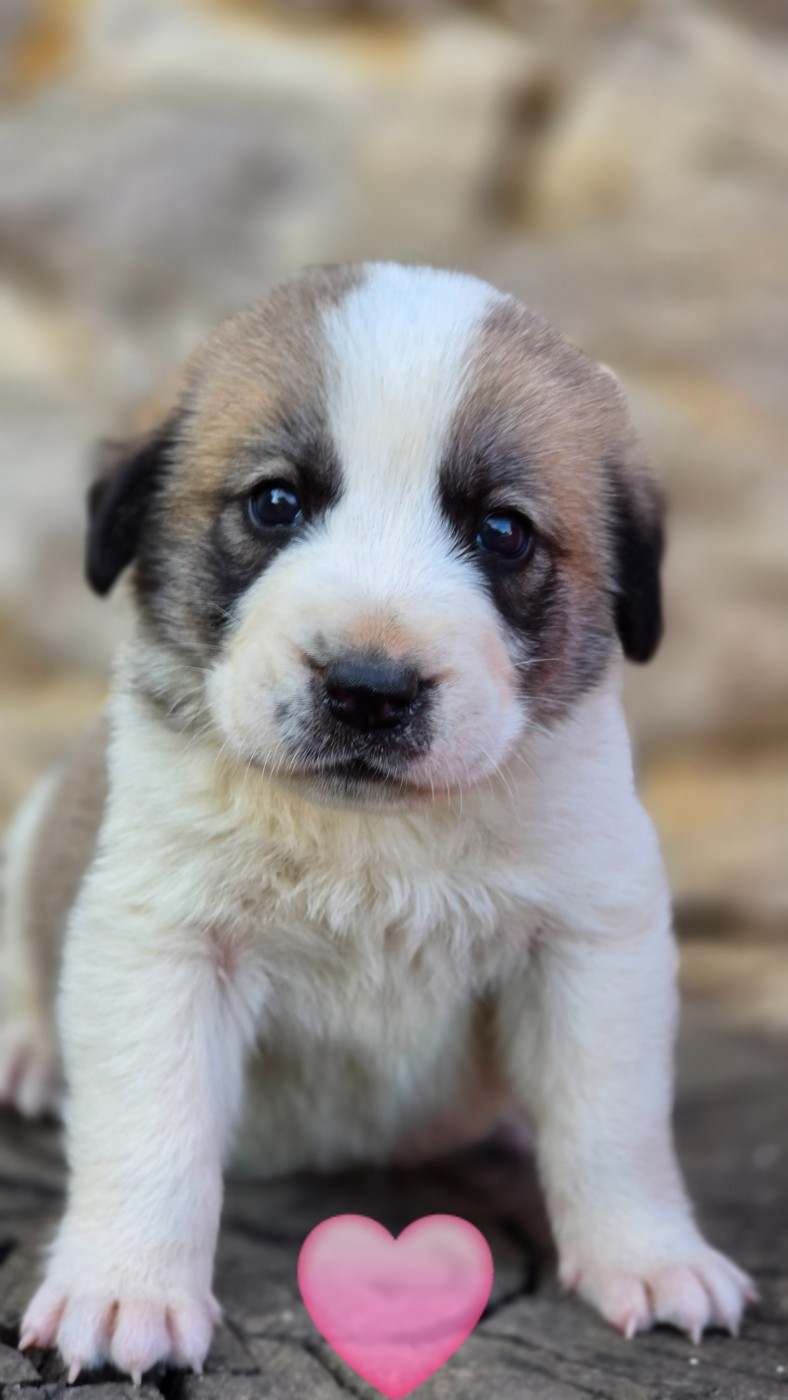 The Legend Of Kangal - Chiots disponibles - Berger d'Asie Centrale