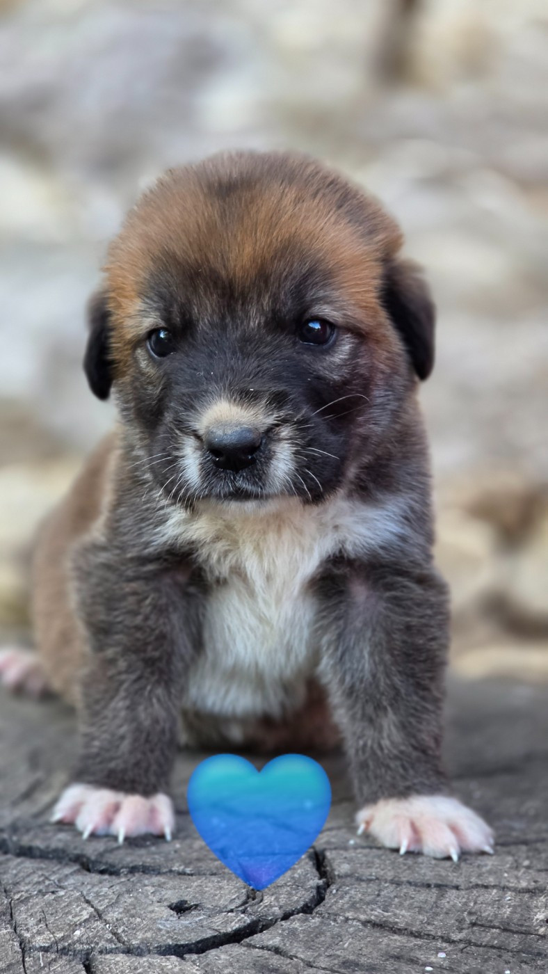 The Legend Of Kangal - Chiots disponibles - Berger d'Asie Centrale