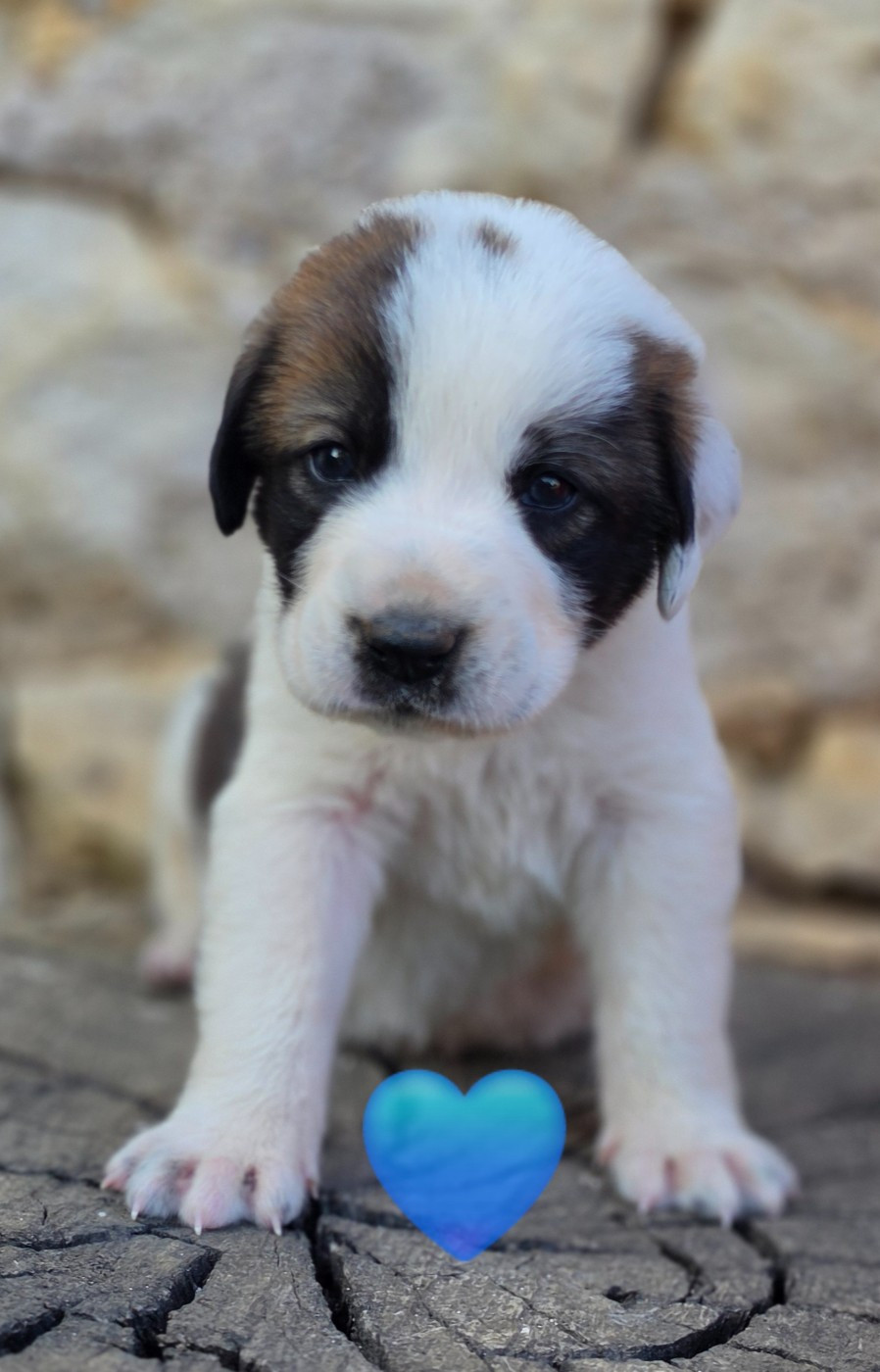 The Legend Of Kangal - Chiots disponibles - Berger d'Asie Centrale