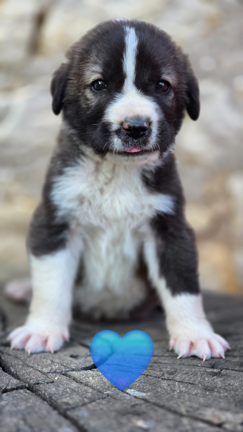 The Legend Of Kangal - Chiots disponibles - Berger d'Asie Centrale