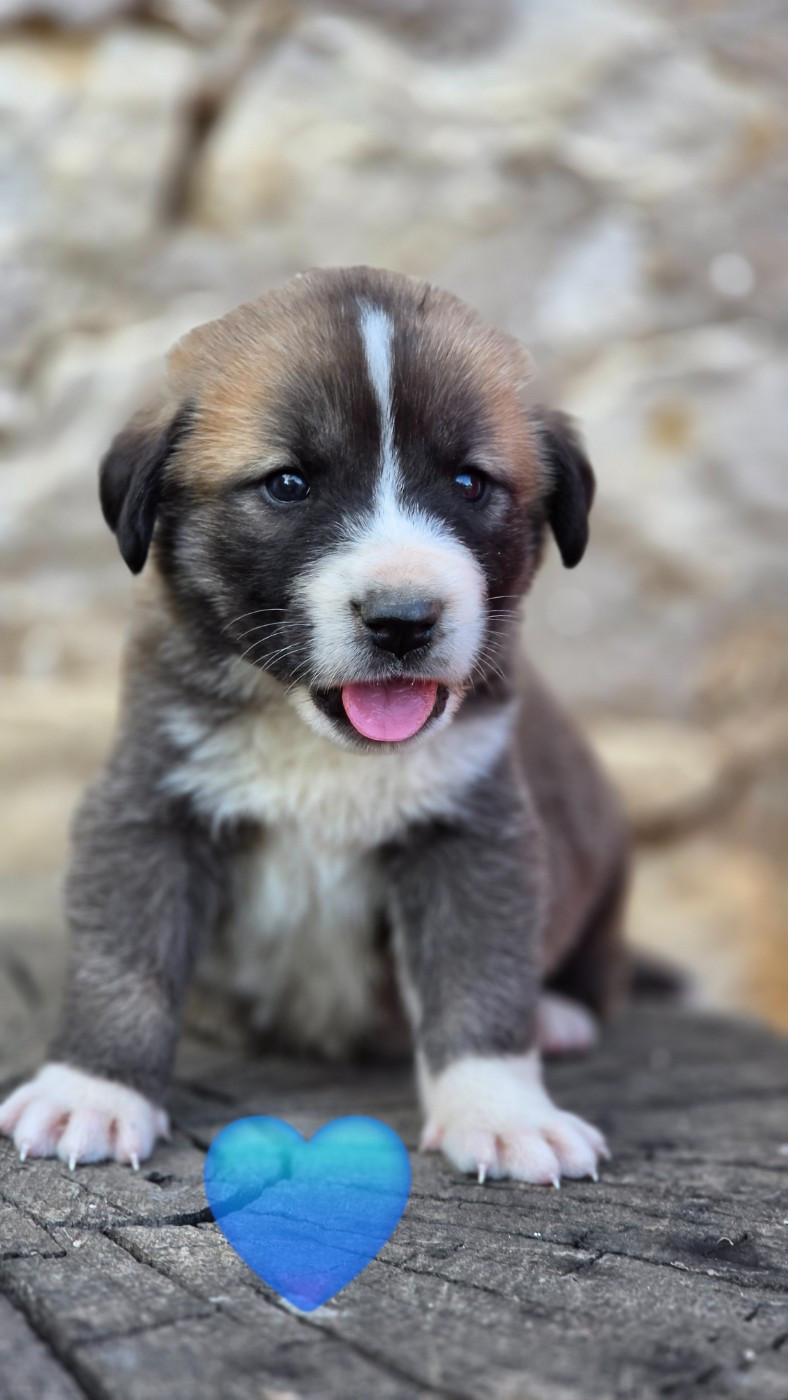 The Legend Of Kangal - Chiots disponibles - Berger d'Asie Centrale