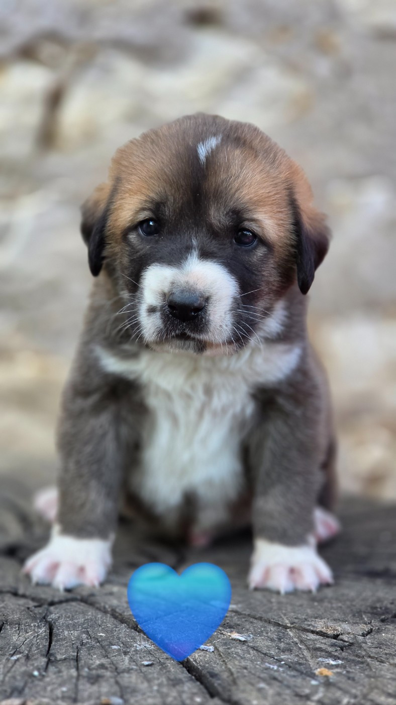 The Legend Of Kangal - Chiots disponibles - Berger d'Asie Centrale