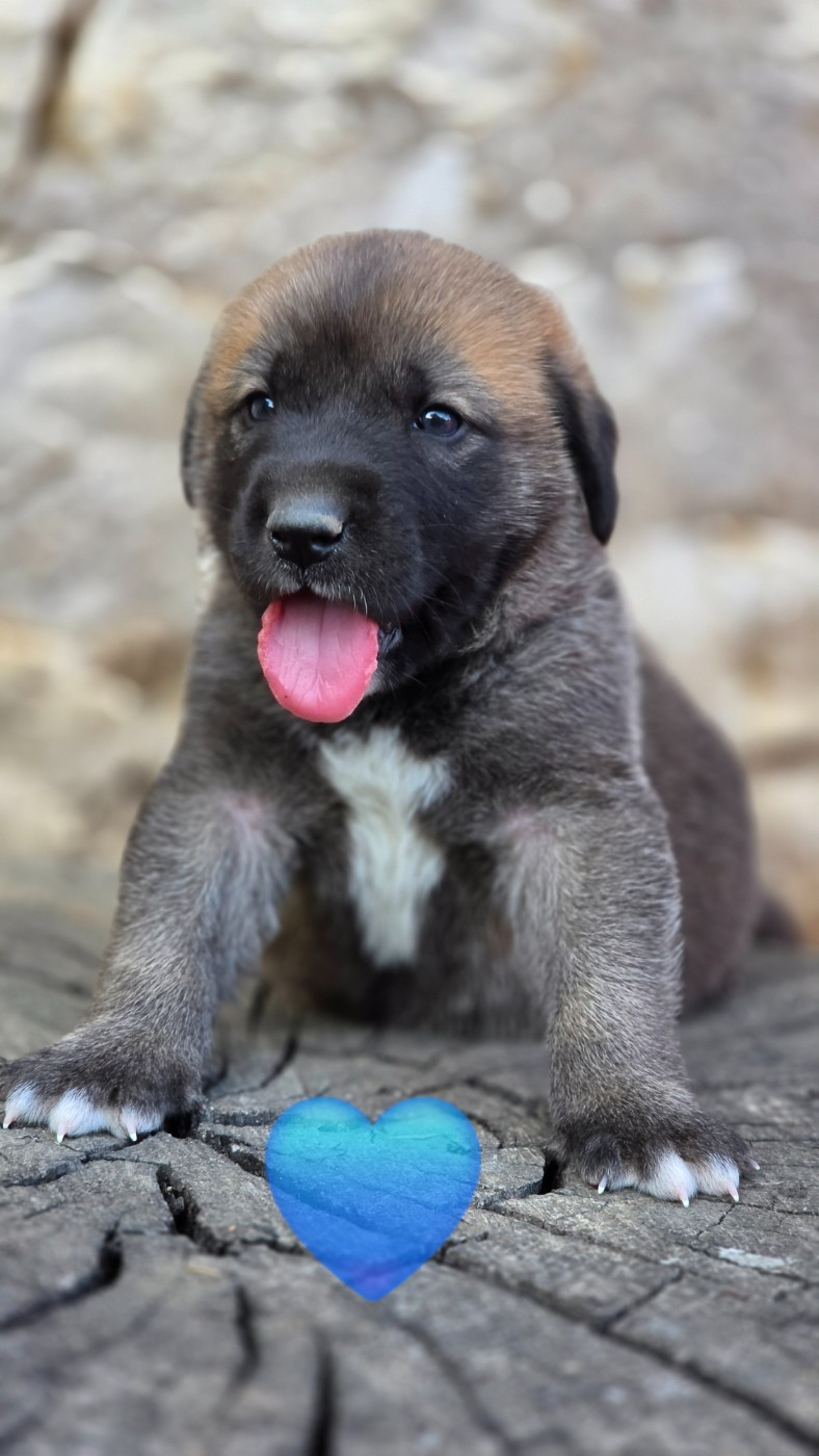 The Legend Of Kangal - Chiots disponibles - Berger d'Asie Centrale