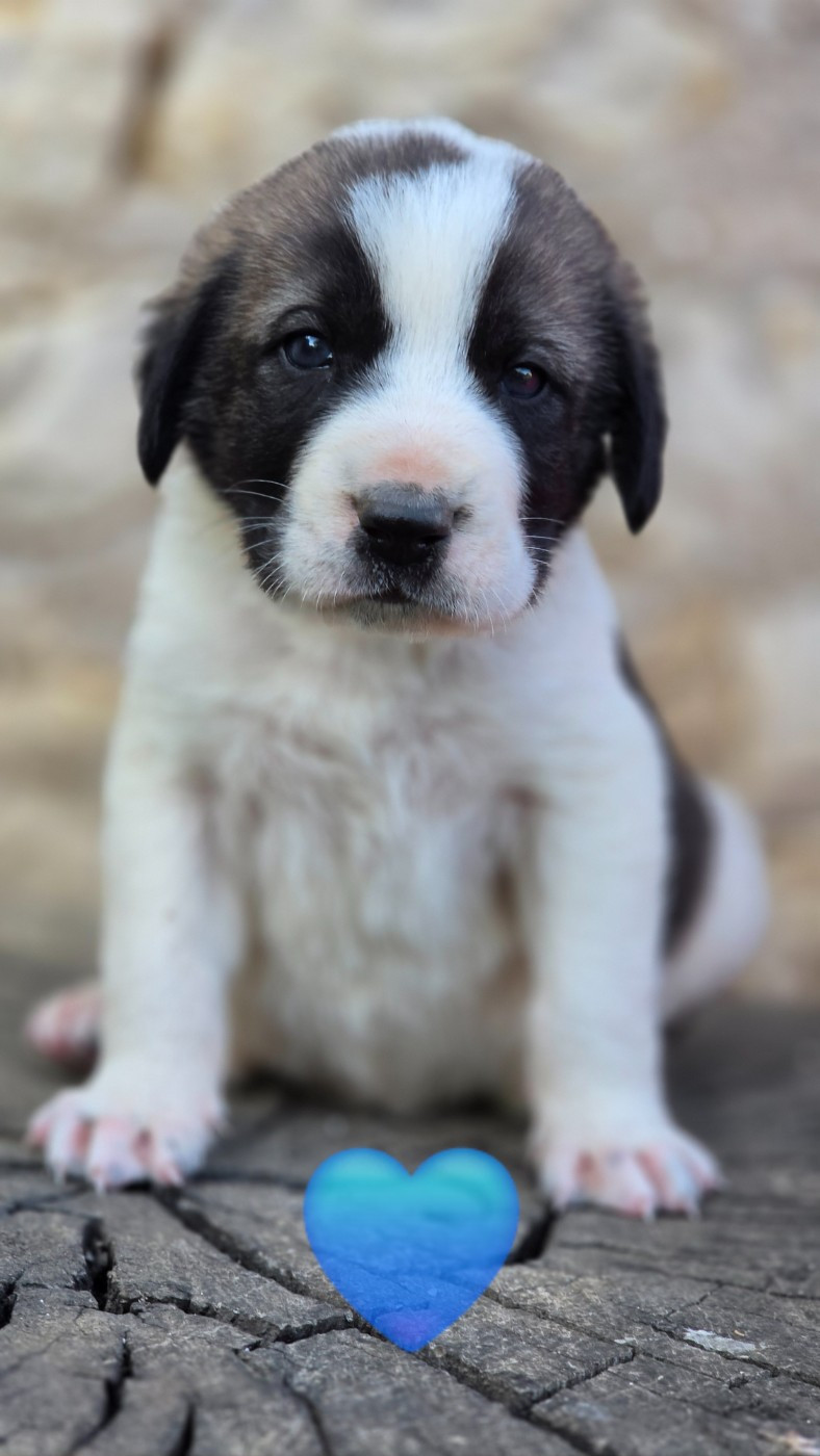 The Legend Of Kangal - Chiots disponibles - Berger d'Asie Centrale