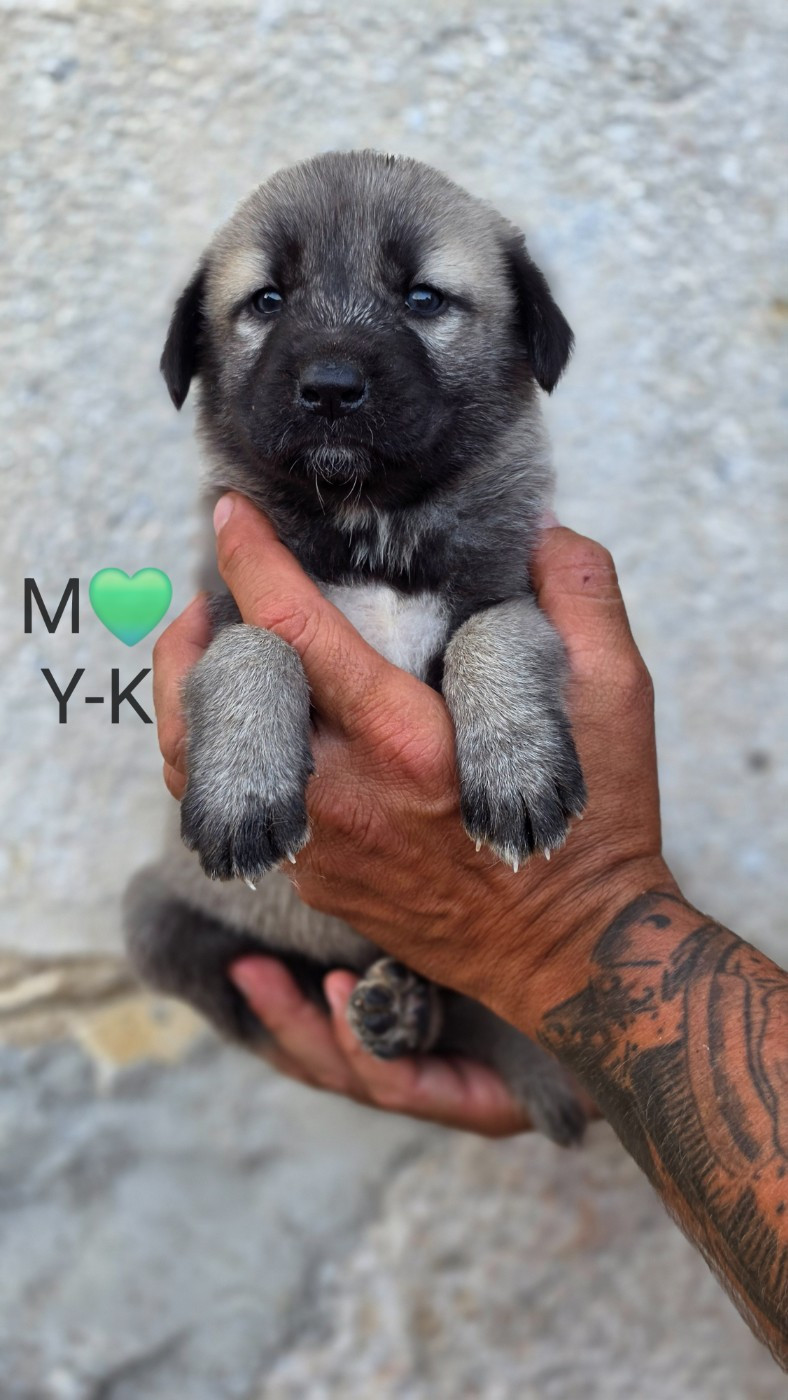 The Legend Of Kangal - Chiots disponibles - Berger Kangal