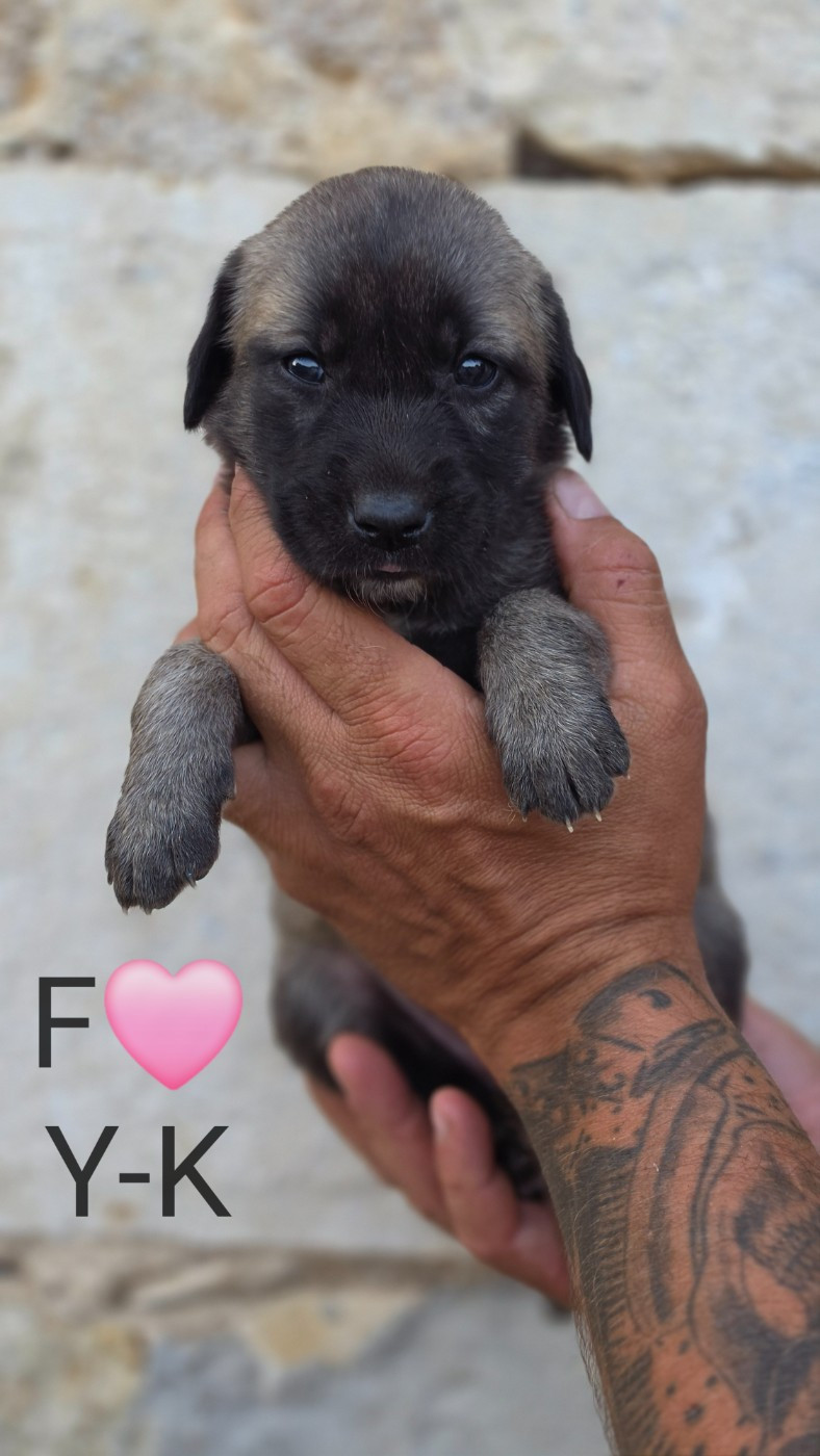 The Legend Of Kangal - Chiots disponibles - Berger Kangal