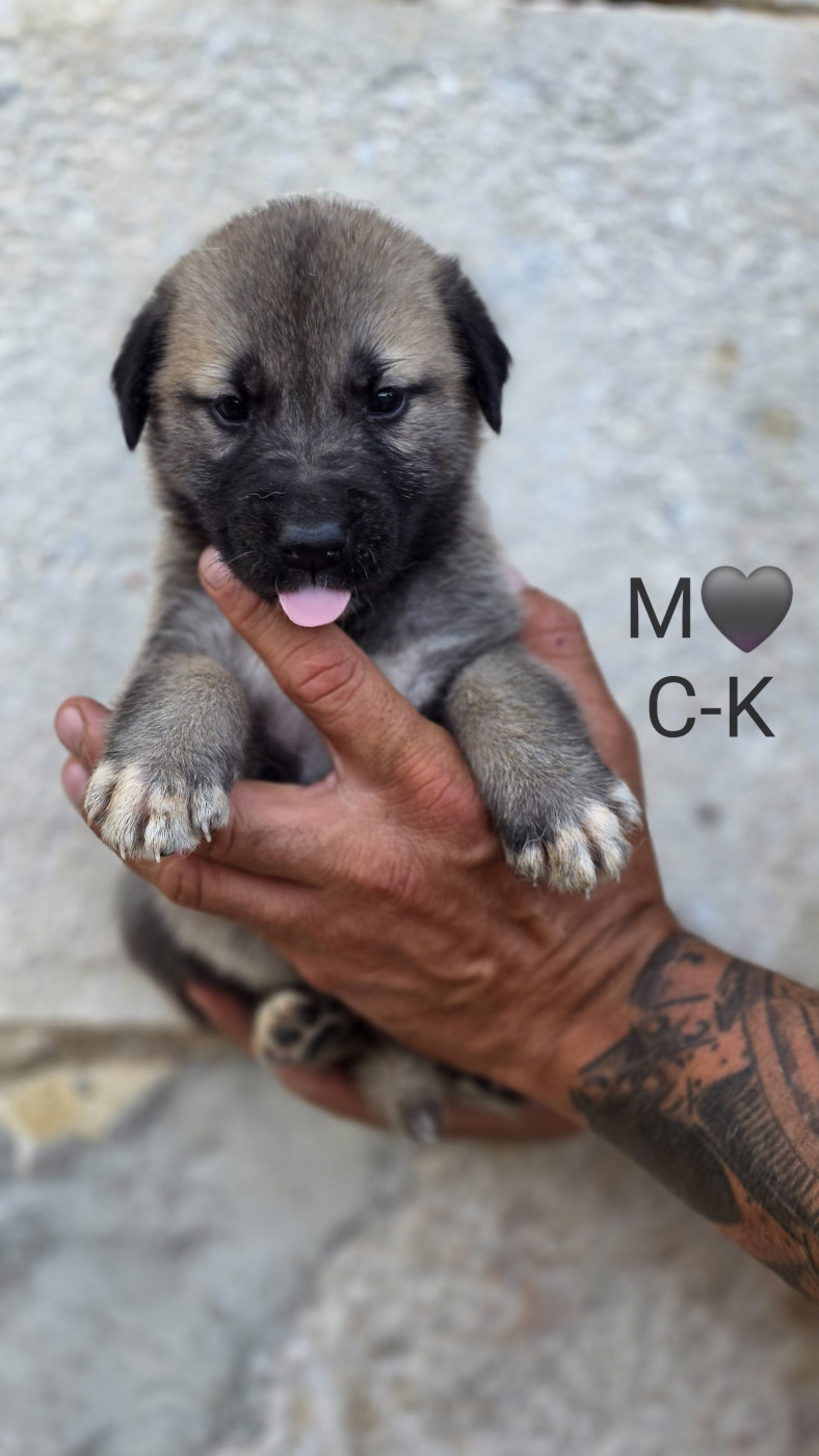 The Legend Of Kangal - Chiots disponibles - Berger Kangal