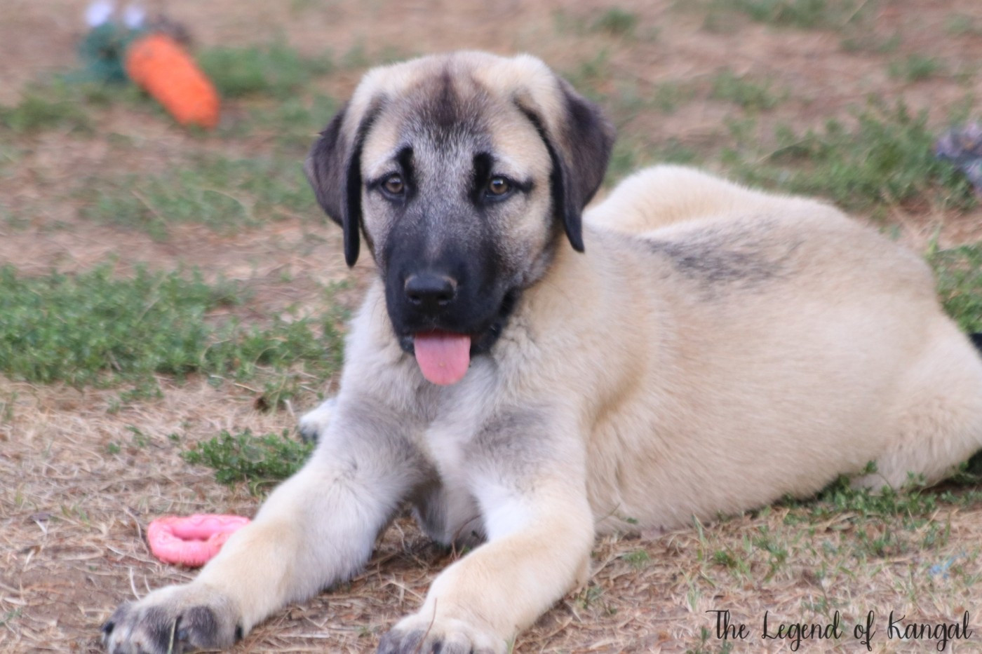 The Legend Of Kangal - Chiots disponibles - Berger Kangal