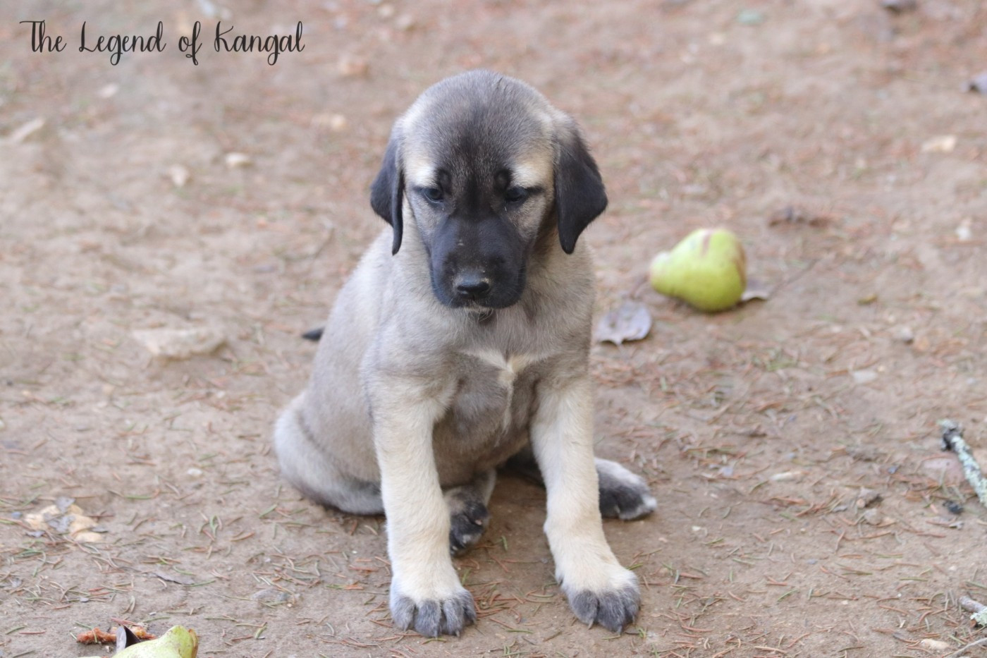 The Legend Of Kangal - Chiots disponibles - Berger Kangal