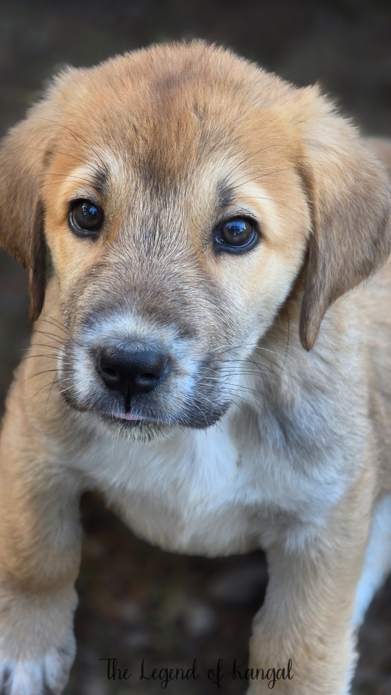 The Legend Of Kangal - Chiots disponibles - Berger d'Asie Centrale