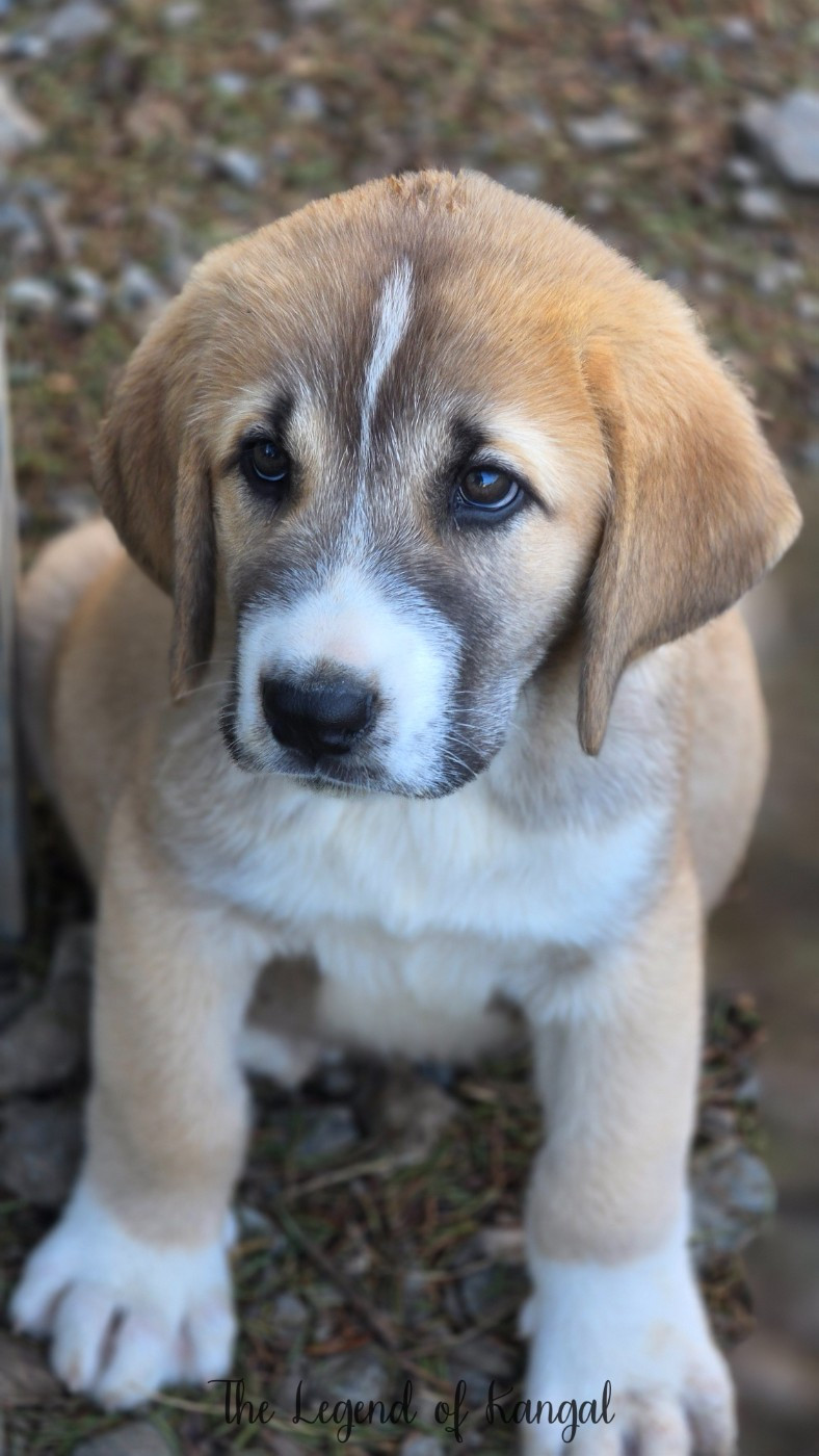 The Legend Of Kangal - Chiots disponibles - Berger d'Asie Centrale