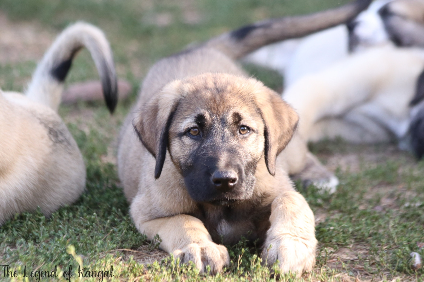 The Legend Of Kangal - Chiots disponibles - Berger Kangal