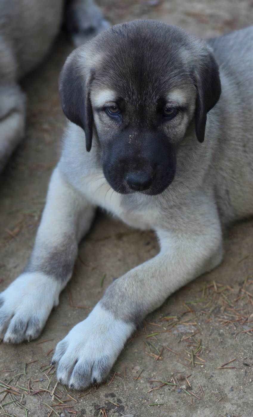 The Legend Of Kangal - Chiots disponibles - Berger Kangal