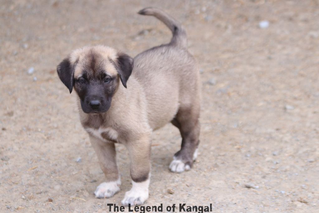The Legend Of Kangal - Chiots disponibles - Berger Kangal
