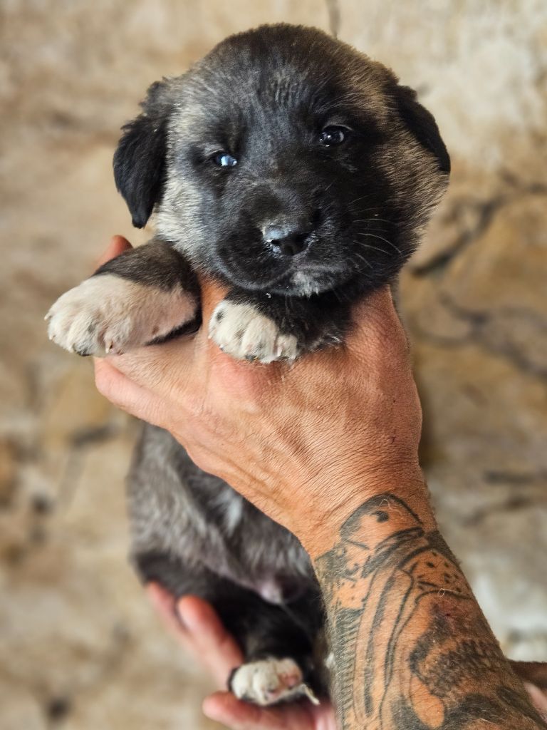 The Legend Of Kangal - Chiots disponibles - Berger Kangal