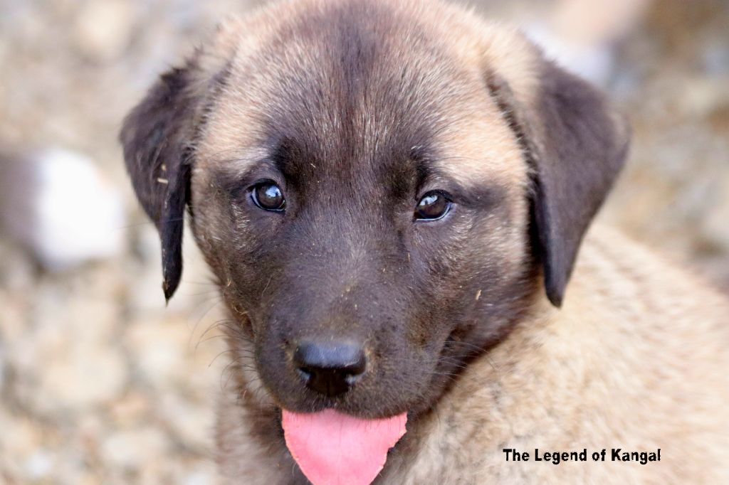 The Legend Of Kangal - Chiots disponibles - Berger Kangal