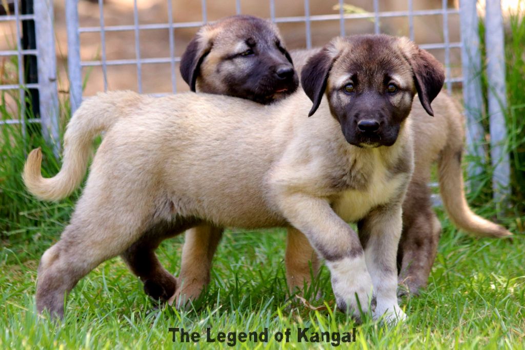 The Legend Of Kangal - Chiots disponibles - Berger Kangal