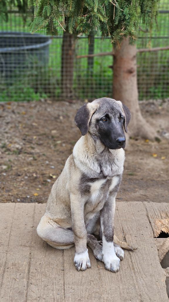 The Legend Of Kangal - Chiots disponibles - Berger Kangal