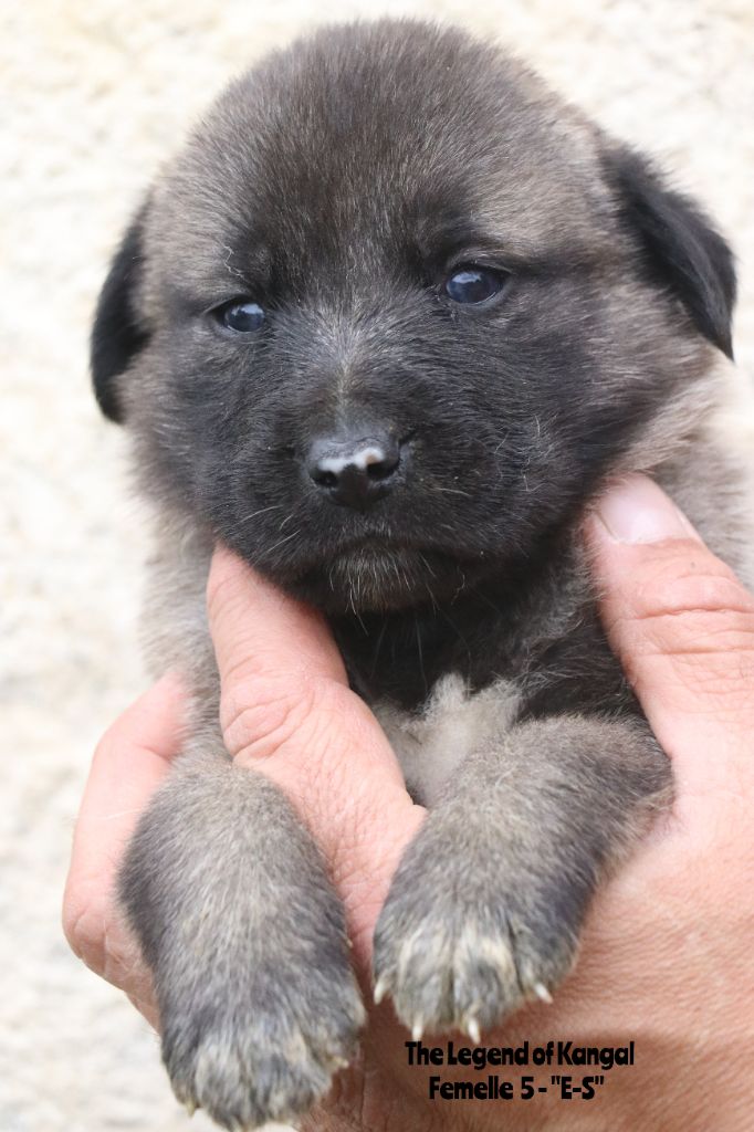 The Legend Of Kangal - Chiots disponibles - Berger Kangal