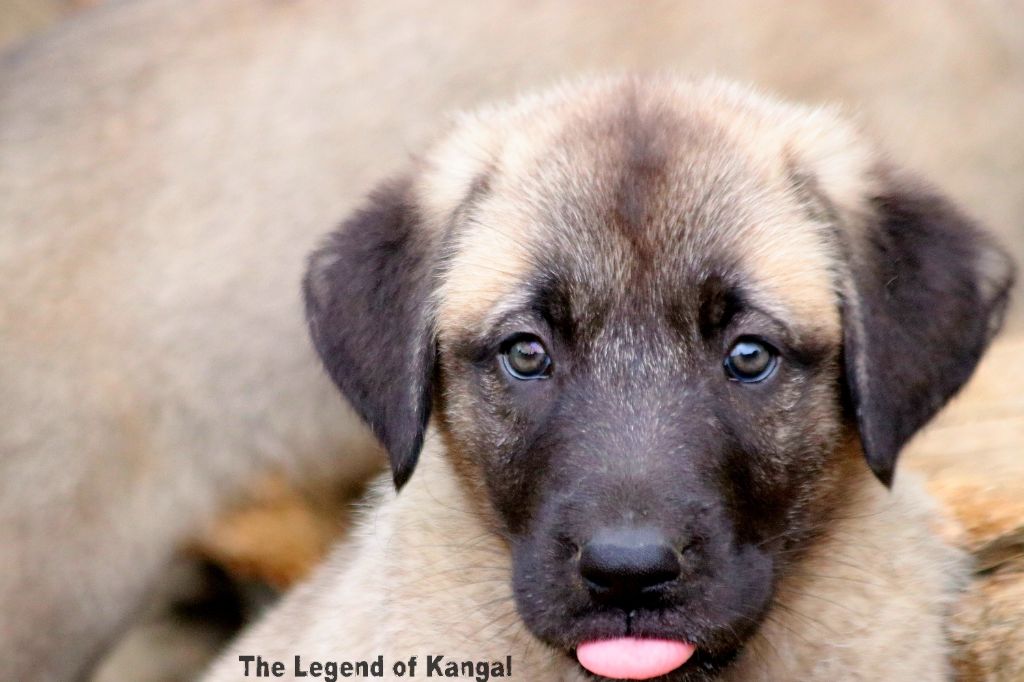 The Legend Of Kangal - Chiots disponibles - Berger Kangal