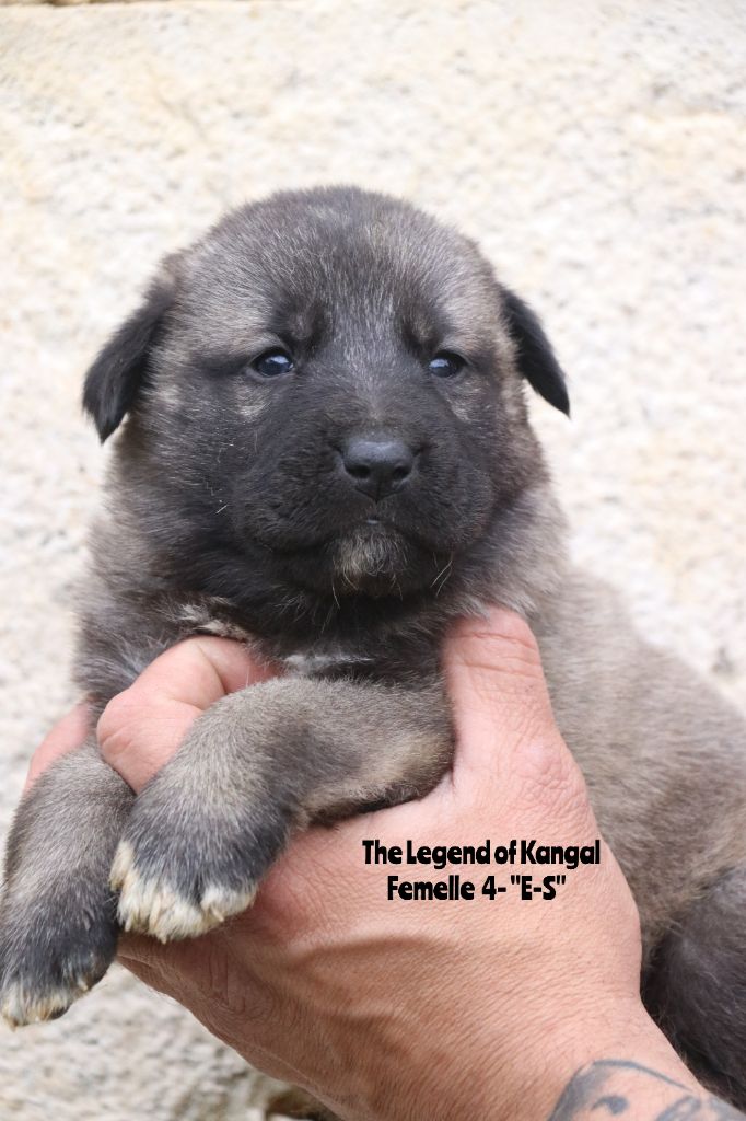 The Legend Of Kangal - Chiots disponibles - Berger Kangal