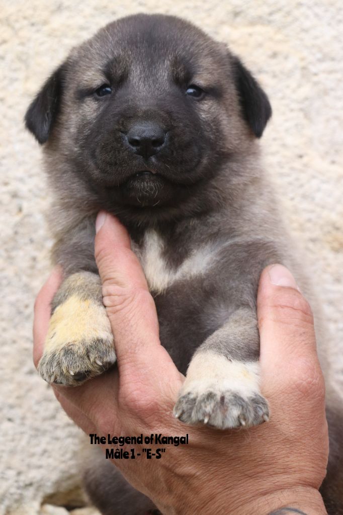 The Legend Of Kangal - Chiots disponibles - Berger Kangal