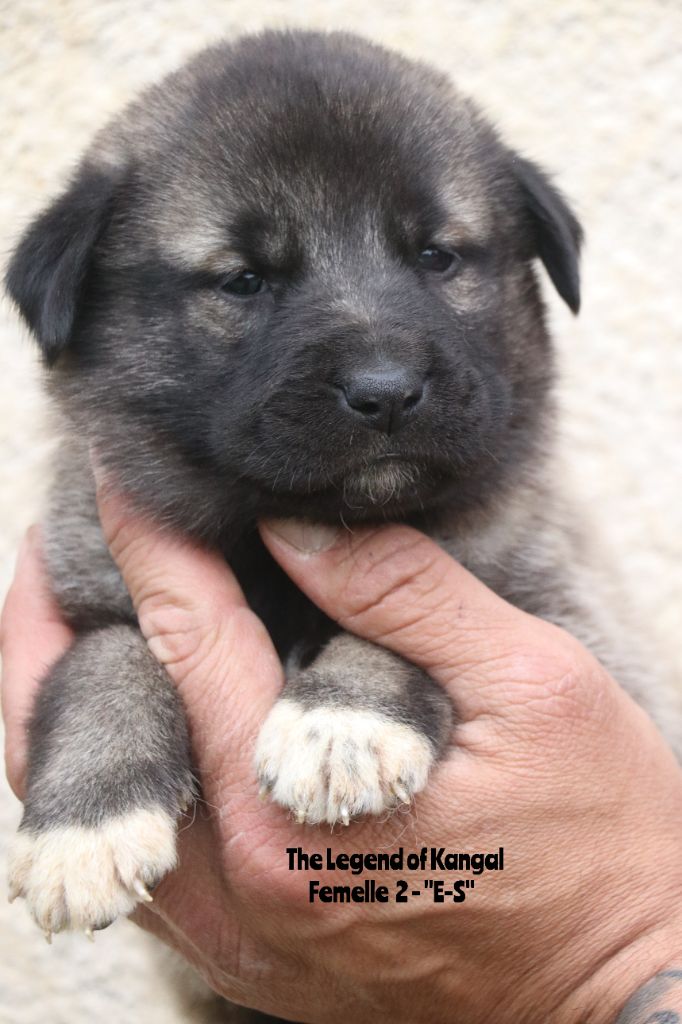 The Legend Of Kangal - Chiots disponibles - Berger Kangal