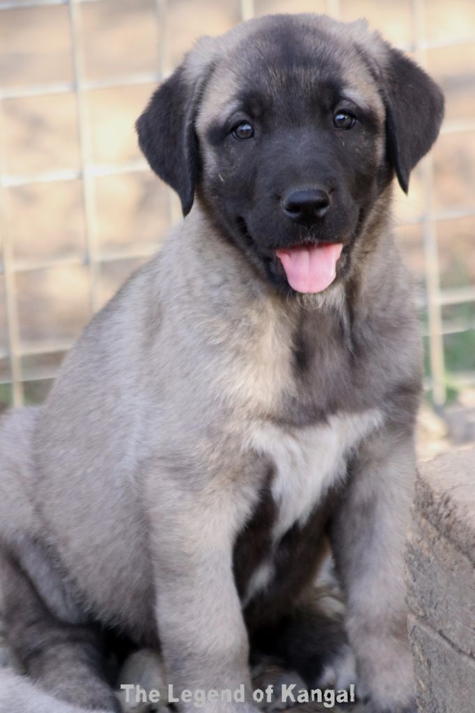The Legend Of Kangal - Chiots disponibles - Berger Kangal