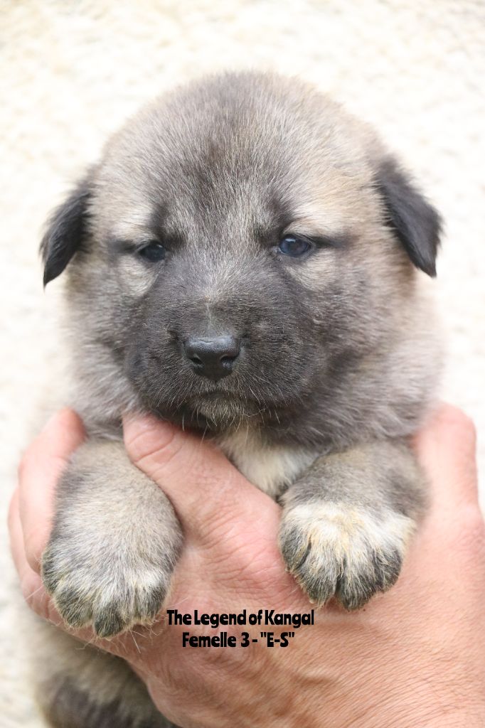 The Legend Of Kangal - Chiots disponibles - Berger Kangal