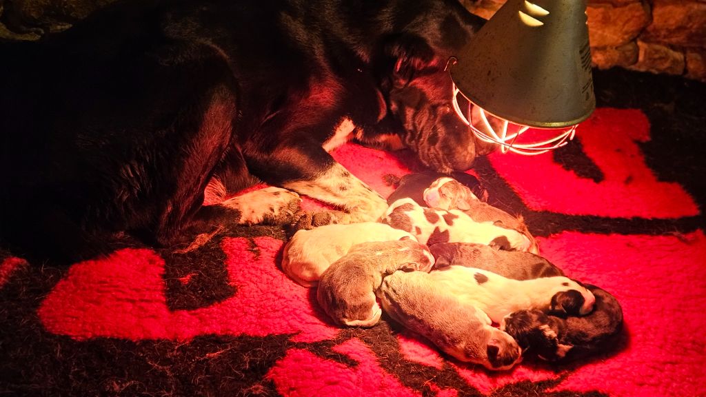 The Legend Of Kangal - Chiots disponibles - Berger d'Asie Centrale