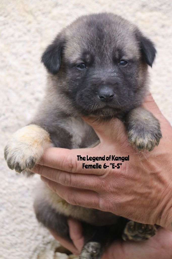 The Legend Of Kangal - Chiots disponibles - Berger Kangal