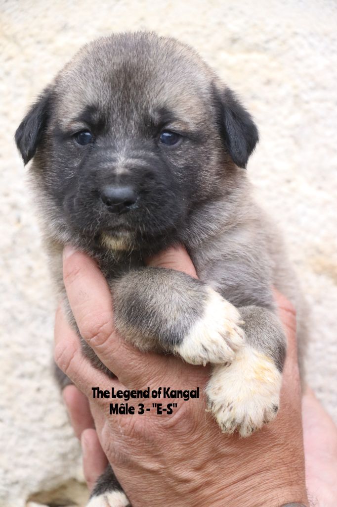 The Legend Of Kangal - Chiots disponibles - Berger Kangal