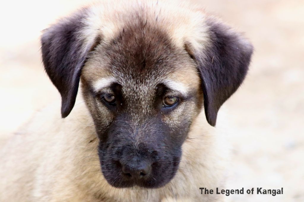 The Legend Of Kangal - Chiots disponibles - Berger Kangal
