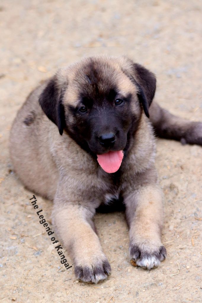 The Legend Of Kangal - Chiots disponibles - Berger Kangal