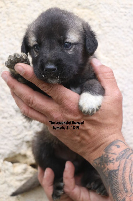 CHIOT 5