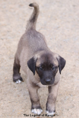 CHIOT 9