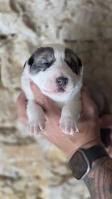 Chiot N°2