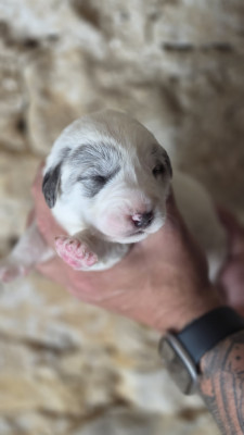 Chiot N°3