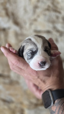 Chiot N°5