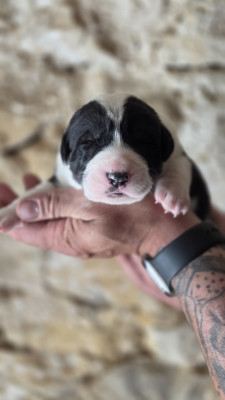 Chiot N°6