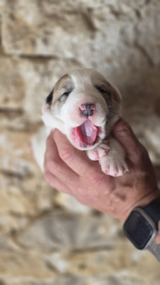 Chiot N°7