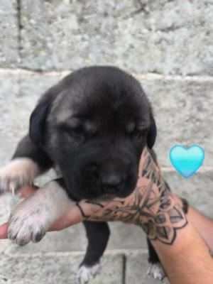 Chiot N°1
