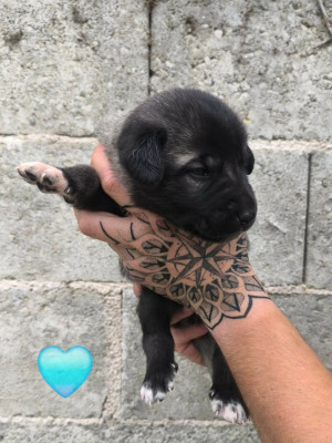 Chiot N°3