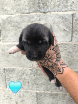 Chiot N°4